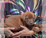 Small #1 American Bulldog-Chocolate Labrador retriever Mix