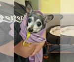 Small #2 Chihuahua Mix