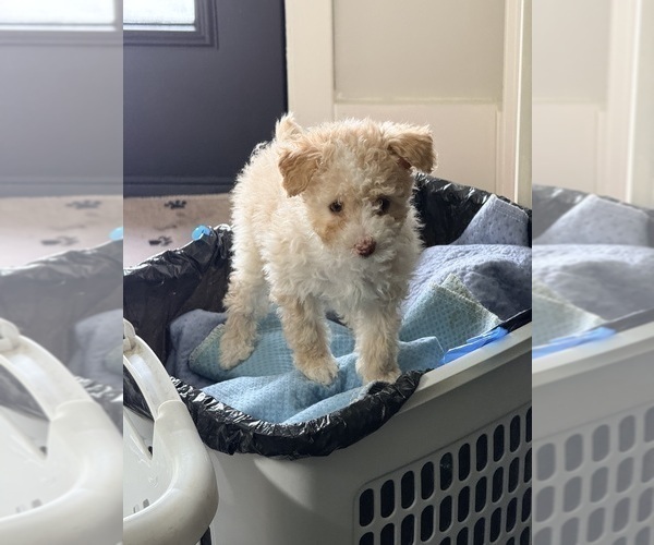 Medium Photo #2 Pom-A-Poo Puppy For Sale in OWINGS, MD, USA