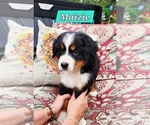 Puppy Maizie Bernese Mountain Dog