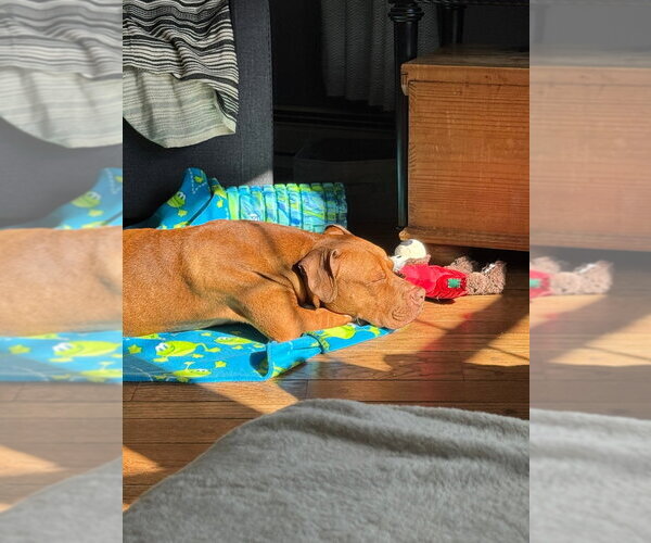 Medium Photo #7 American Staffordshire Terrier Puppy For Sale in Sayreville, NJ, NJ, USA