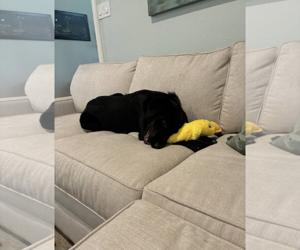 Medium Photo #2 Mutt Puppy For Sale in Euless, TX, USA