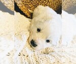 Small Photo #25 Great Pyrenees Puppy For Sale in FALCON, CO, USA