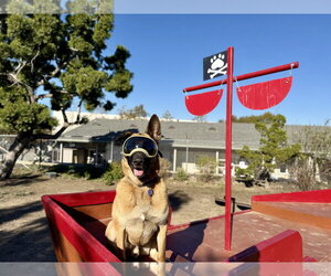 Gunther - Male German Shepherd Dog Dog for Adoption - Photo #6