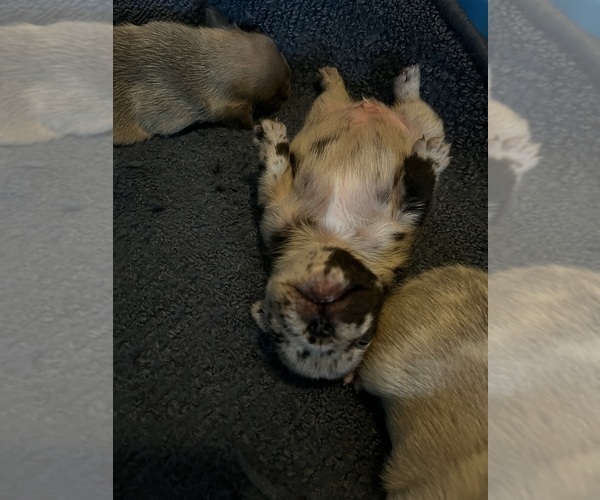 Medium Photo #29 French Bulldog Puppy For Sale in MICANOPY, FL, USA