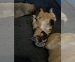Small Photo #29 French Bulldog Puppy For Sale in MICANOPY, FL, USA