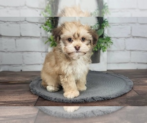 Havanese Puppy for Sale in NAPLES, Florida USA