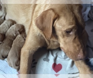 Mother of the Labrador Retriever puppies born on 10/01/2025