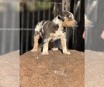Small #4 Catahoula Leopard Dog