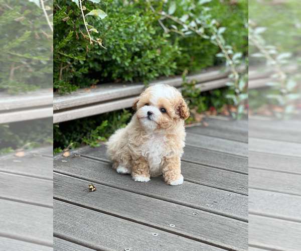 Medium Photo #4 Maltipoo Puppy For Sale in BURKE, VA, USA