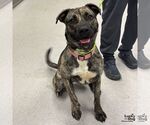 Small #2 Retriever  Mix
