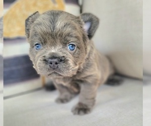 French Bulldog Puppy for sale in LAS VEGAS, NV, USA