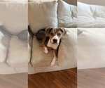 Small #5 Beagle Mix