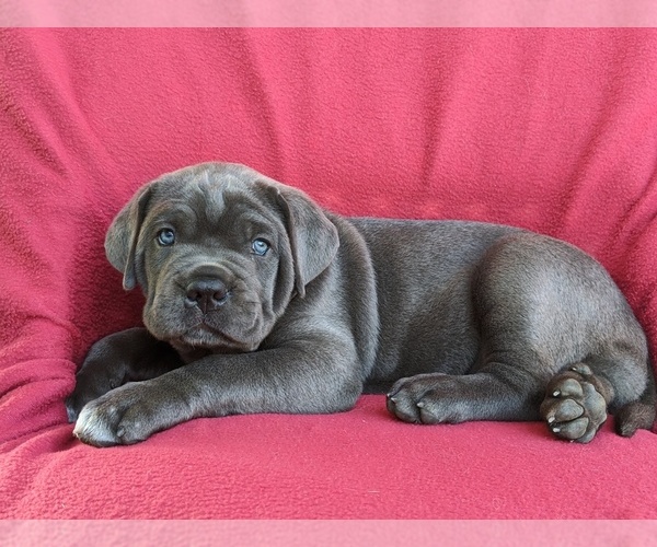 Medium Photo #4 Cane Corso Puppy For Sale in RONKS, PA, USA