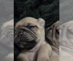 Small Photo #44 Pug Puppy For Sale in HILLSDALE, MI, USA