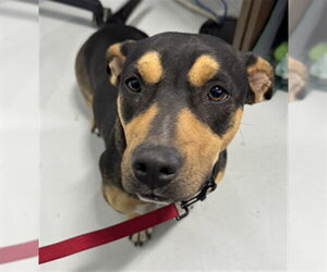 Dachshund-Unknown Mix Dogs for adoption in Temple, TX, USA