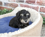 Small #2 Schnauzer (Miniature)