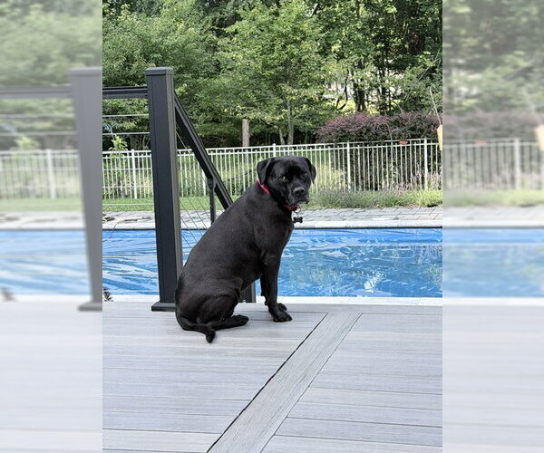 Medium Photo #5 Mastiff-Unknown Mix Puppy For Sale in Rockaway, NJ, USA
