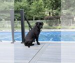 Small #4 Mastiff Mix