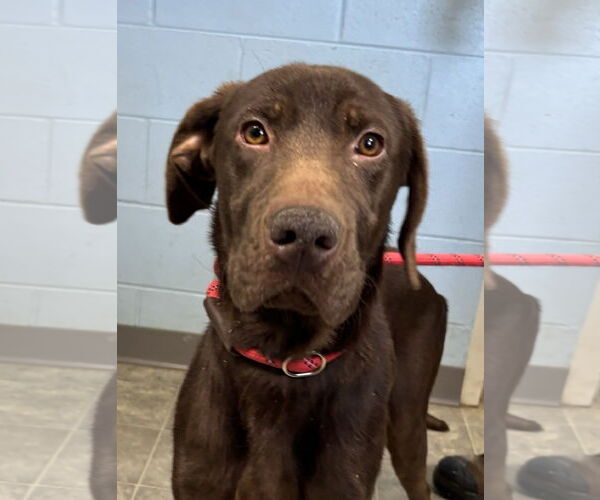 Medium Photo #3 Labmaraner Puppy For Sale in Rustburg, VA, USA