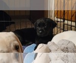 Small Photo #4 Labrador Retriever Puppy For Sale in MUKWONAGO, WI, USA
