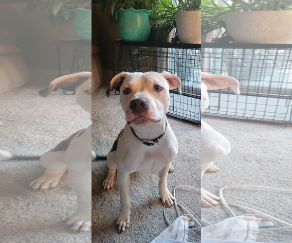 Medium Photo #10 American Pit Bull Terrier-Unknown Mix Puppy For Sale in Germantown, OH, USA