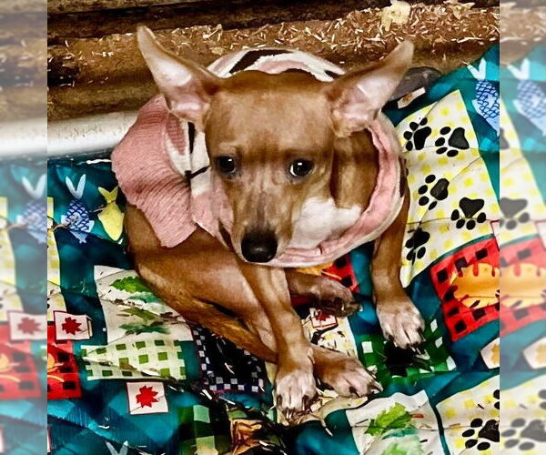 Medium Photo #1 Chihuahua-Unknown Mix Puppy For Sale in Minneapolis, MN, USA