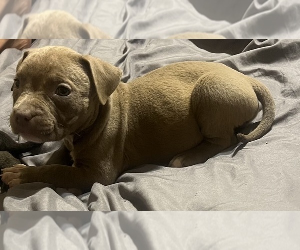 Medium Photo #20 American Bully Puppy For Sale in BUFFALO, NY, USA