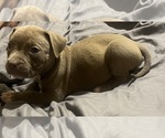 Small Photo #20 American Bully Puppy For Sale in BUFFALO, NY, USA