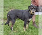 Small #1 Shepweiller