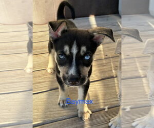 Baymax* - Male Mutt Dog for Adoption - Photo #2
