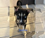 Small Photo #2 Mutt Puppy For Sale in Royal Palm Beach, FL, USA