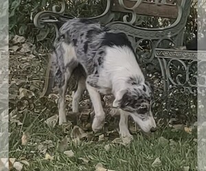 Mother of the Border Collie puppies born on 05/24/2025