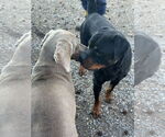 Small Photo #7 Rottweiler Puppy For Sale in White Hall, AR, USA