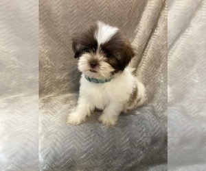 Shih-Poo Puppy for sale in HAGERSTOWN, MD, USA