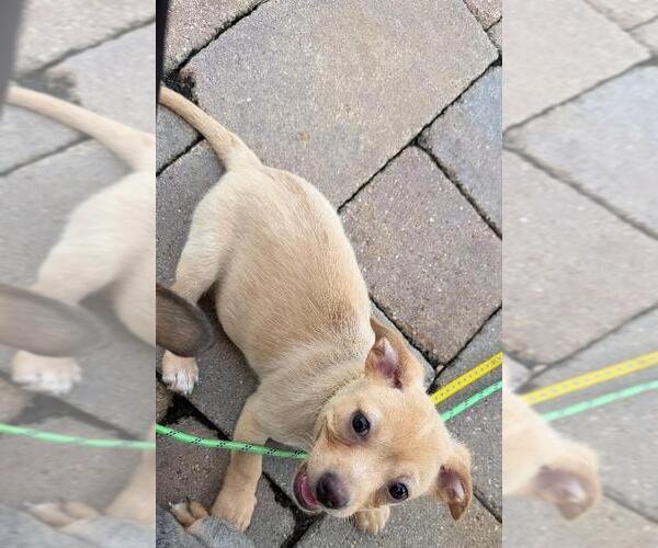 Medium Photo #6 Beagle-Unknown Mix Puppy For Sale in Plainfield, IL, USA