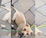 Small #5 Beagle Mix
