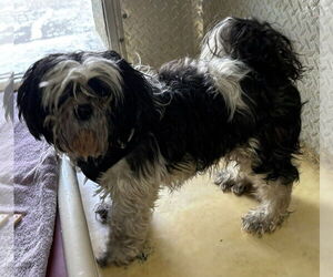 Shih Tzu Dogs for adoption in Rustburg, VA, USA