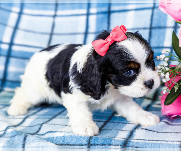 Medium Photo #6 Cockalier Puppy For Sale in WAKARUSA, IN, USA
