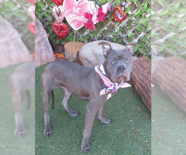 Medium Photo #1 American Pit Bull Terrier-Unknown Mix Puppy For Sale in Oklahoma City, OK, USA