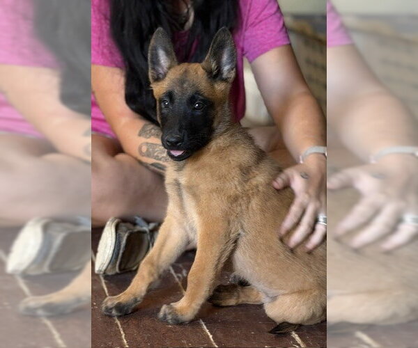 Medium Photo #1 Mutt Puppy For Sale in Imlay City, MI, USA