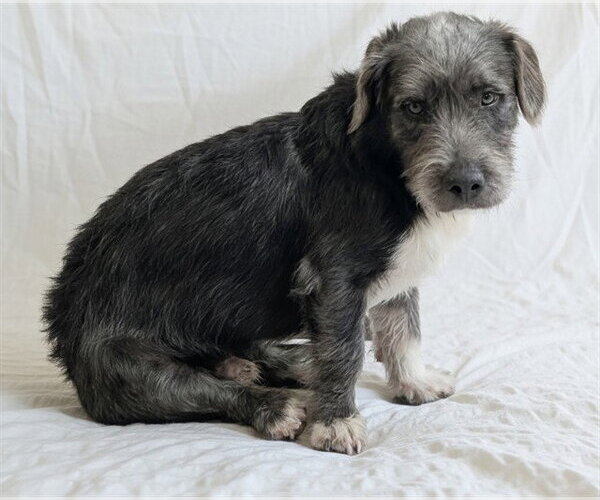 Medium Photo #1 Dachshund-Unknown Mix Puppy For Sale in Denver, CO, USA