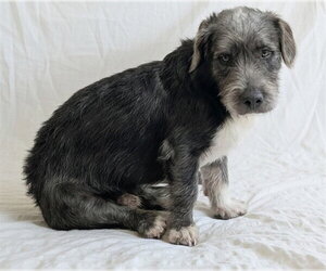 Dachshund-Unknown Mix Dogs for adoption in Denver, CO, USA
