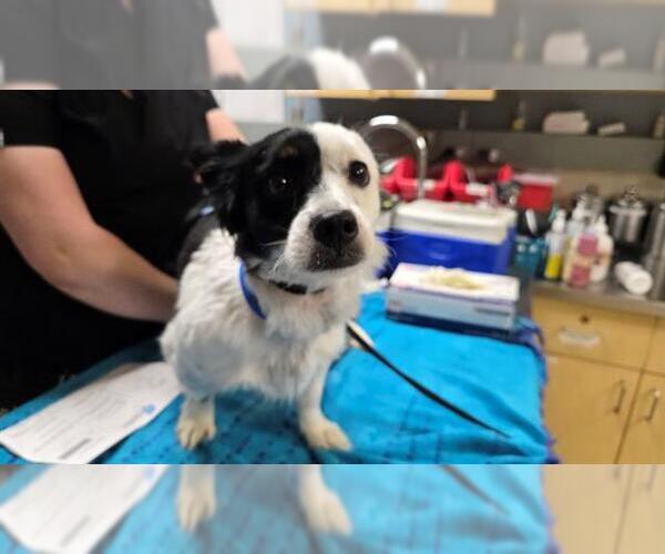 Medium Photo #1 Border Collie Puppy For Sale in Riverside, CA, USA