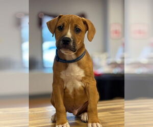 American Pit Bull Terrier-Unknown Mix Dogs for adoption in Hillsboro, MO, USA