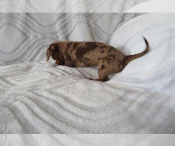 Medium Photo #3 Dachshund Puppy For Sale in HAWESVILLE, KY, USA