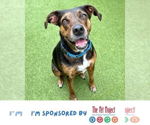CIARA - Female German Shorthaired Pointer-Unknown Mix Dog for Adoption - Photo #2