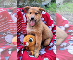Small #3 Australian Shepherd Mix
