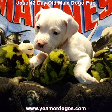 Medium Photo #263 Dogo Argentino Puppy For Sale in JANE, MO, USA