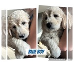 Puppy Blue Goldendoodle